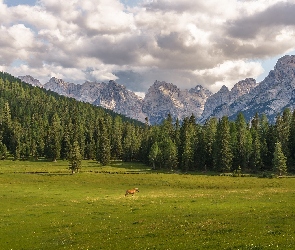 Las, Góry, Misurina, Koń, Masyw Tre Cime di Lavaredo, Włochy, Dolomity