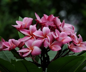 Plumeria, Listki