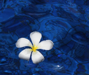 Plumeria, Niebieska woda, Biała