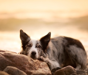 Kamienie, Mordka, Pies, Border collie
