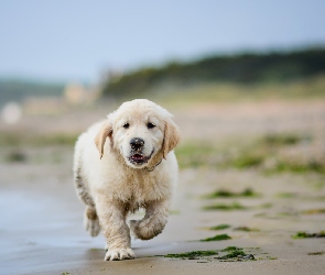 Woda, Plaża, Szczeniak, Golden retriever