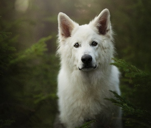 Pies, Mordka, Biały owczarek szwajcarski