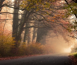 Jesień, Mgła, Droga, Drzewa, Las