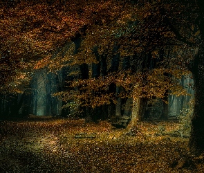 Liście, Ławka, Park, Jesień, Drzewa, Ścieżka