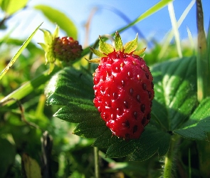 Fragaria