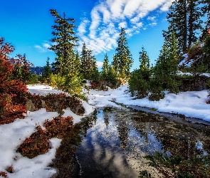 Świerki, Zima, Stan Waszyngton, Stany Zjednoczone, Rezerwat przyrody Alpine Lakes Wilderness, Jezioro