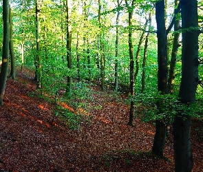 Las Oliwski, Gdańsk, Polska, Zieleń, Drzewa, Przyroda, Rośliny, Trójmiejski Park Krajobrazowy