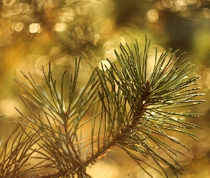 Sosna, Bokeh, Gałązka
