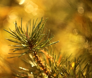 Gałązka, Bokeh, Sosna