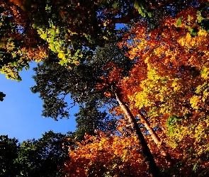 Drzewa, Liście, Jesień, Kolorowe
