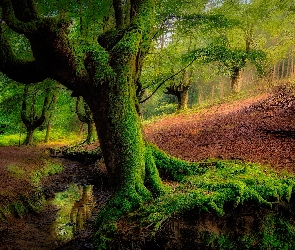 Drzewa, Omszałe, Kraj Basków, Strumyk, Las Otzarreta, Hiszpania, Park Narodowy Gorbea