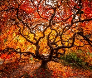 Jesień, Liście, Klon japoński, Drzewo