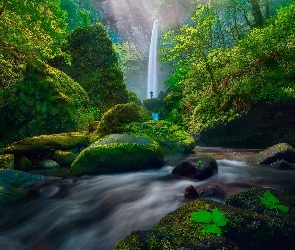 Stany Zjednoczone, Rzeka, Wodospad Elowah Falls, Kamienie, Potok McCord Creek, Las, Stan Oregon, Rezerwat przyrody Columbia River Gorge, Człowiek