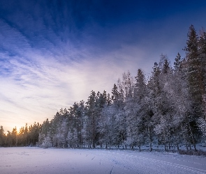 Las, Zima, Prowincja Häme, Drzewa, Jezioro Kahtoilampi, Finlandia, Zamarznięte