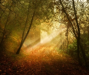 Przebijające Światło, Jesień, Drzewa, Las