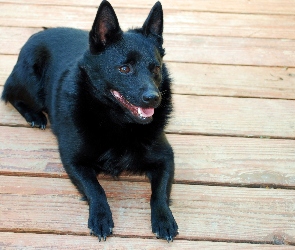 Schipperke, deski