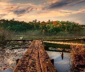 Łabędź, Pomosty, Jezioro, Jesień, Szuwary, Drzewa