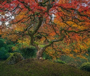 Park Waszyngtona, Stan Oregon, Stany Zjednoczone, Klon palmowy, Ogród japoński, Jesień, Drzewa, Portland