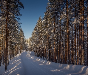 Droga, Las, Prowincja Finlandia Wschodnia, Drzewa, Zima, Finlandia, Lieksa