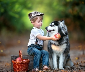 Droga, Owoce, Pies, Las, Koszyk, Chłopiec, Siberian husky