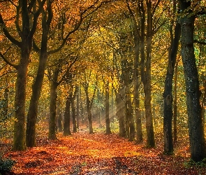 Przebijające światło, Drzewa, Las, Jesień