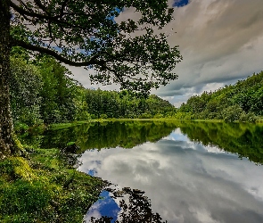Kumbria, Drzewa, Jezioro Yew Tree Tarn, Obszar Lake District, Anglia