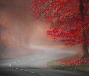 Mgła, Liście, Droga, Jesień, Drzewa, Czerwone