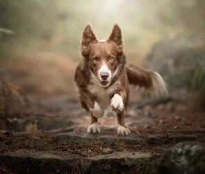 Bieg, Border collie, Pies, Czekoladowo-biały