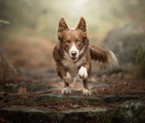 Pies, Bieg, Border collie, Czekoladowo-biały