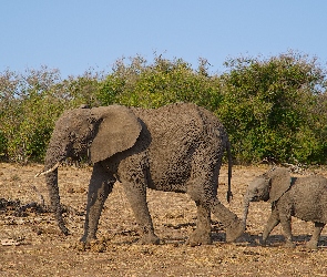 Słonie, Słoniątko, Słonica
