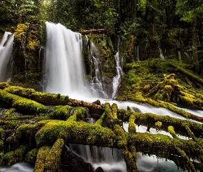 Wodospad Upper Downing Creek Falls, Stan Oregon, Stany Zjednoczone, Gałęzie, Drzewa, Las, Omszałe, Park Downing Creek Falls