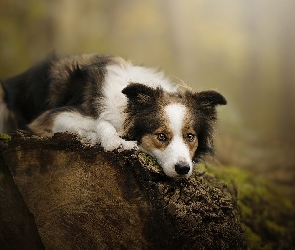 Pies, Kłoda, Mordka, Border collie