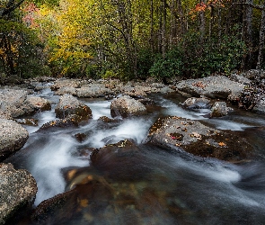 Park Narodowy Great Smoky Mountains, Rzeka, Stany Zjednoczone, Las, Kamienie, Jesień, Liście, Strumień