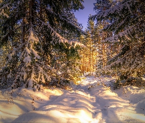 Zima, Śnieg, Świerki, Słoneczny, Dzień, Drzewa, Las