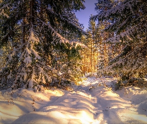 Drzewa, Dzień, Zima, Świerki, Słoneczny, Śnieg, Las
