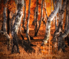 Las, Jesień, Brzozy