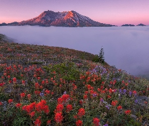 Mgła, Stan Waszyngton, Kwiaty, Góry Kaskadowe, Stany Zjednoczone, Łąka, Łubin, Castilleja, Góry, Wulkan Mount St. Helens