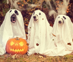 Trzy, Psy, Jesień, Halloween, Liście, Dynia