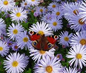 Rusałka pawik, Motyl, Kwiaty, Astry marcinki