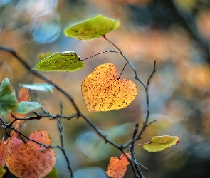 Jesień, Bokeh, Gałązki, Liście