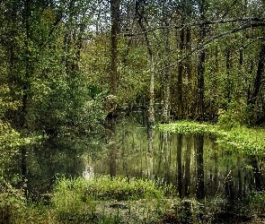 Stany Zjednoczone, Bagna, Las, Drzewa, Stan Luizjana