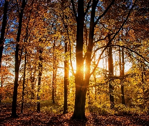 Promienie słońca, Jesień, Drzewa, Las