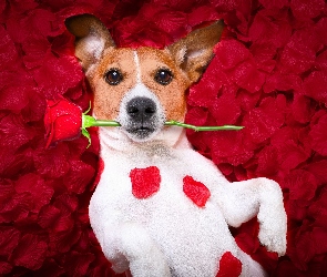 Płatki, Róża, Pies, Jack Russell terrier