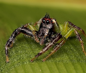 Pająk, Zbliżenie, Liść, Mopsus mormon