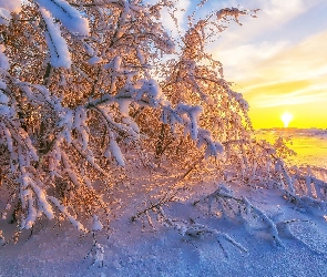 Zima, Wschód słońca, Drzewa, Ośnieżone