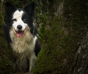 Border collie, Drzewo, Pies