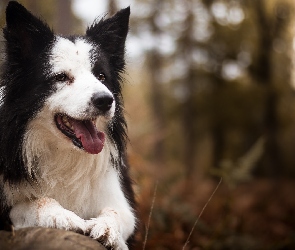 Border collie, Rozmyte tło, Pies