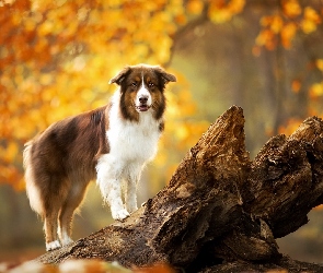 Pies, Drzewo, Owczarek australijski