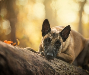 Pies, Kłoda, Owczarek belgijski malinois