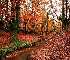 Strumyk, Drzewa, Kraj Basków, Jesień, Las, Hiszpania, Park Narodowy Gorbea